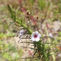 Parasopubia delphiniifolia (L.) H.-P.Hofm. & Eb.Fisch.